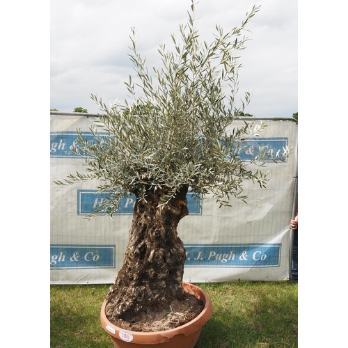 1165 - Ancient olive tree 7ft