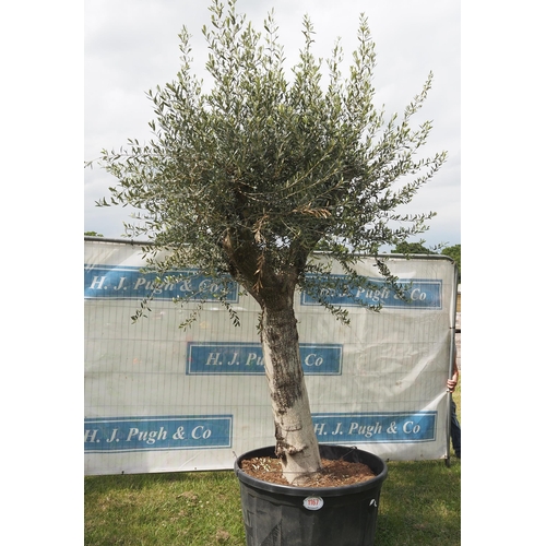 1167 - Ancient olive tree 12ft