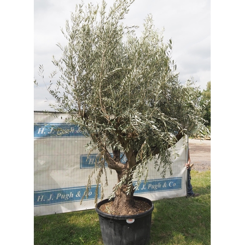 1168 - Ancient olive tree 12ft