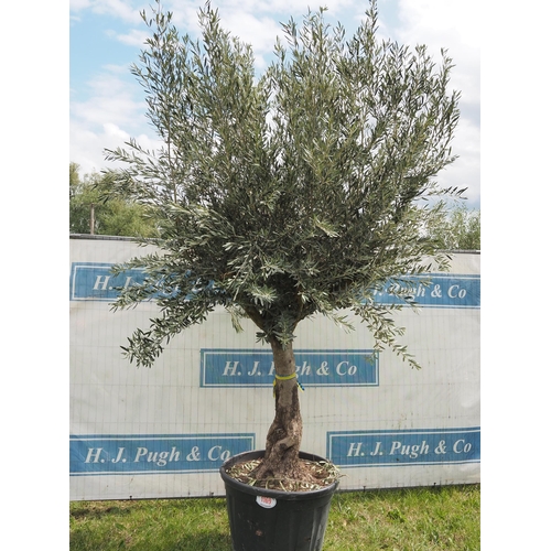 1169 - Ancient olive tree 12ft