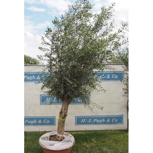 1172 - Ancient olive tree 12ft