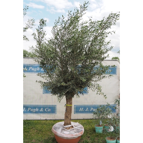 1173 - Ancient olive tree 12ft