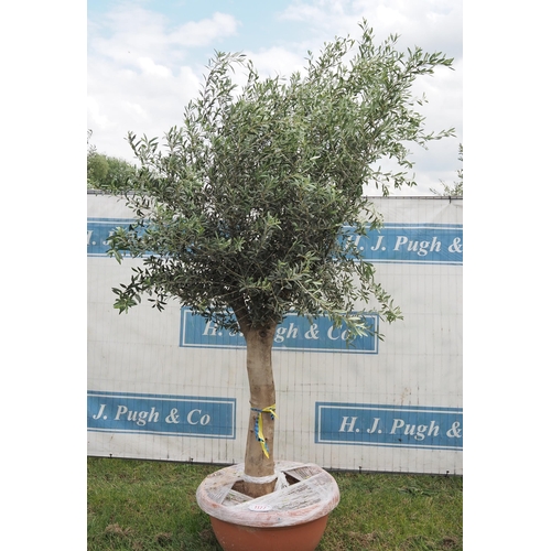 1177 - Ancient olive tree 10ft