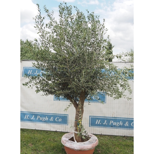 1178 - Ancient olive tree 10ft