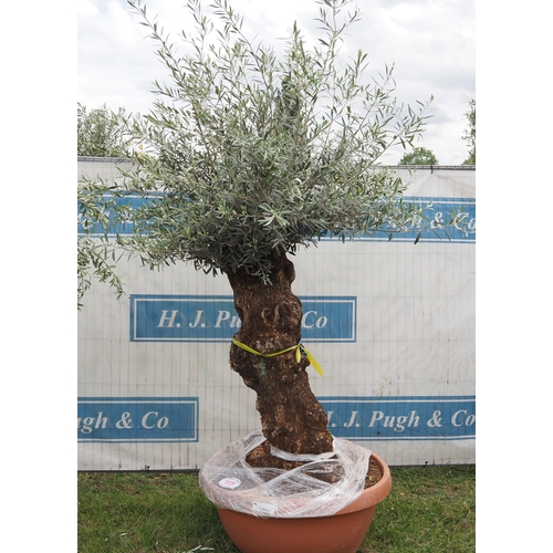 1179 - Ancient olive tree 8ft