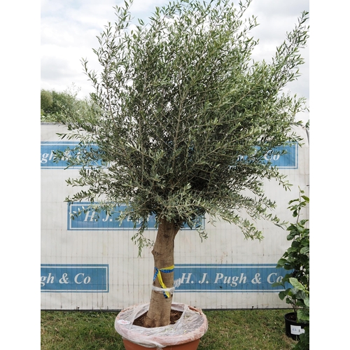 1180 - Ancient olive tree 8ft