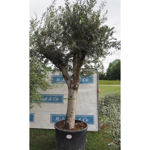 1250 - Ancient olive tree 12ft