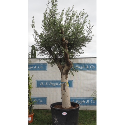 1256 - Ancient olive tree 12ft