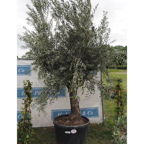 1258 - Ancient olive tree 12ft