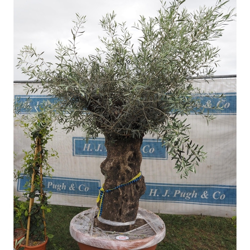 1260 - Ancient olive tree 7ft