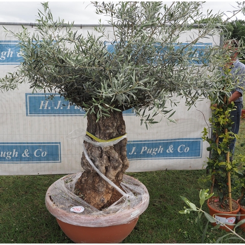 1262 - Ancient olive tree 6ft