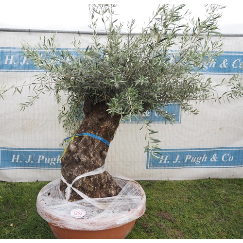 1263 - Ancient olive tree 6ft