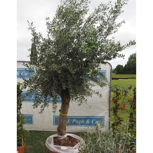 1265 - Ancient olive tree 10ft