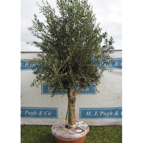 1282 - Ancient olive tree 8ft