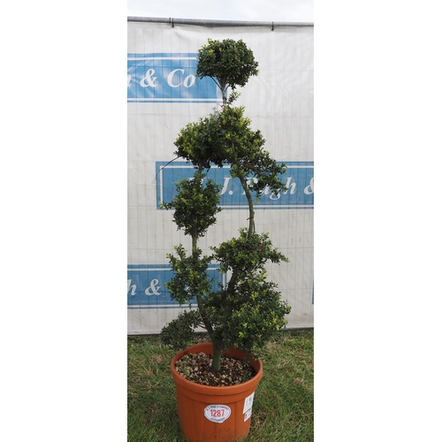 1287 - Ilex crenata 5ft