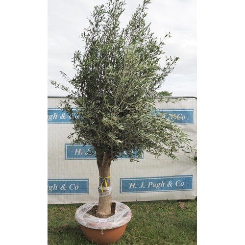 1288 - Ancient olive tree 10ft