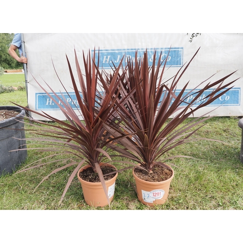 1291 - Cordyline red star -2