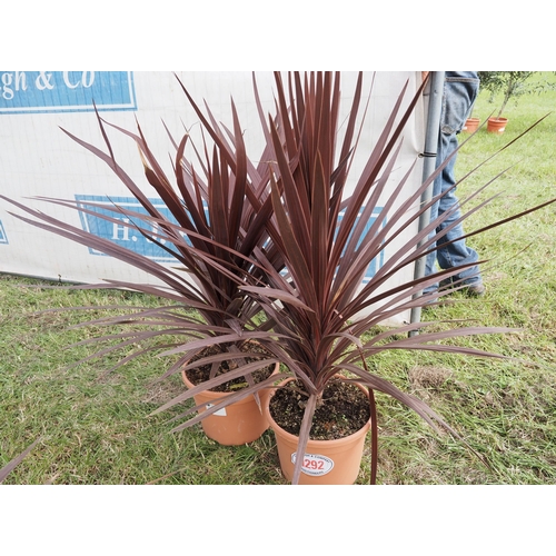 1292 - Cordyline red star -2