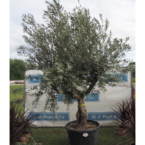 1293 - Ancient olive tree 10ft