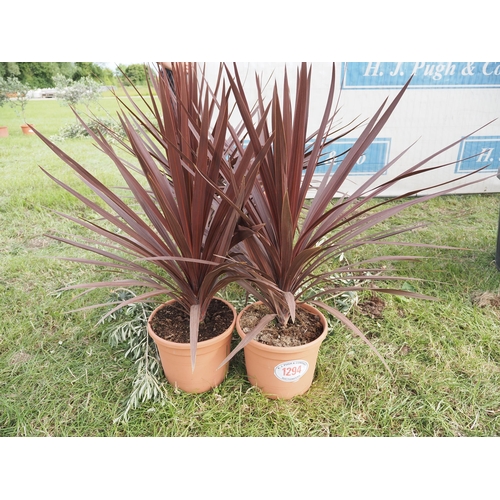 1294 - Cordyline red star -2