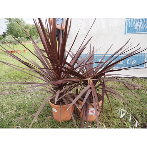 1295 - Cordyline red star -2