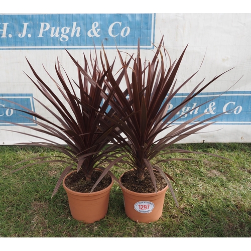 1297 - Cordyline red star -2