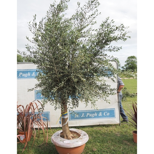 1298 - Ancient olive tree 10ft