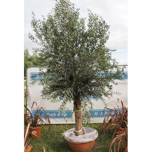 1301 - Ancient olive tree 12ft