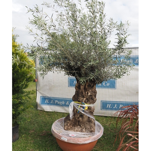 1304 - Ancient olive tree 7ft