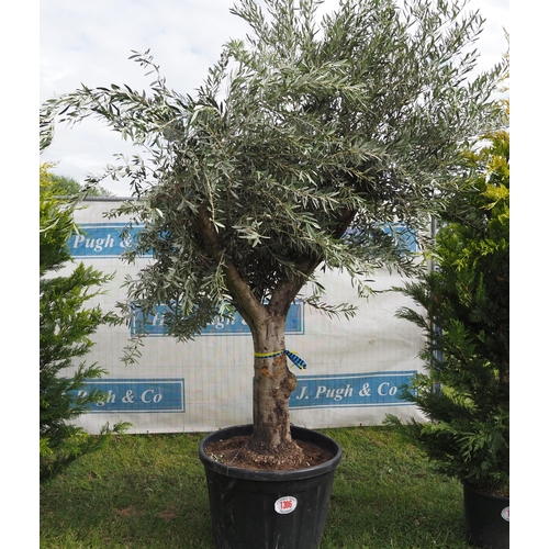 1306 - Ancient olive tree 10ft