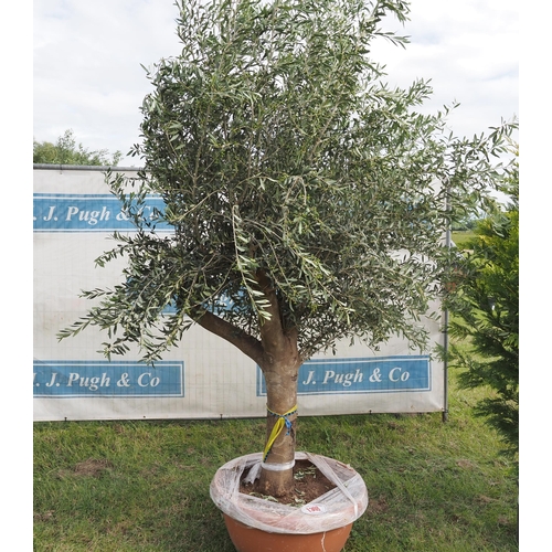 1308 - Ancient olive tree 8ft