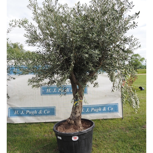 1309 - Ancient olive tree 10ft