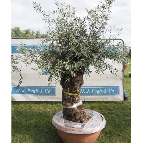 1311 - Ancient olive tree 7ft