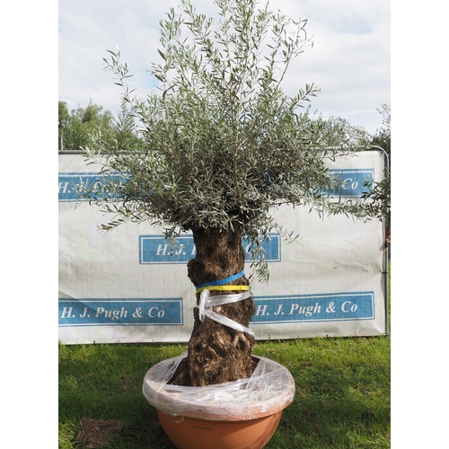 1313 - Ancient olive tree 8ft