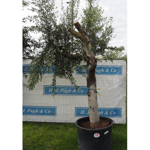 1316 - Ancient olive tree 12ft