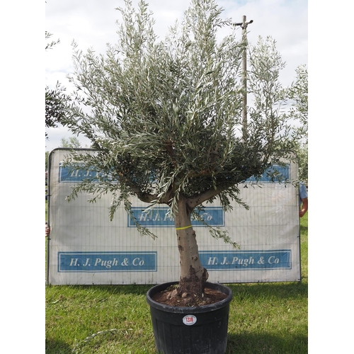 1318 - Ancient olive tree 12ft