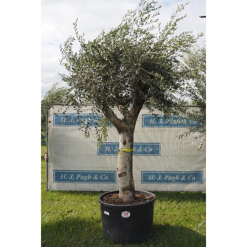 1319 - Ancient olive tree 12ft