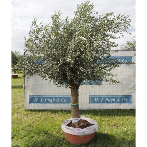 1320 - Ancient olive tree 10ft