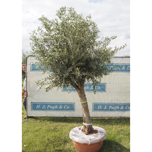 1321 - Ancient olive tree 10ft