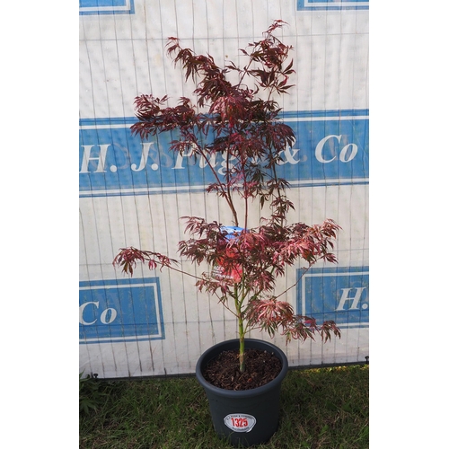 1325 - Acer extravaganza