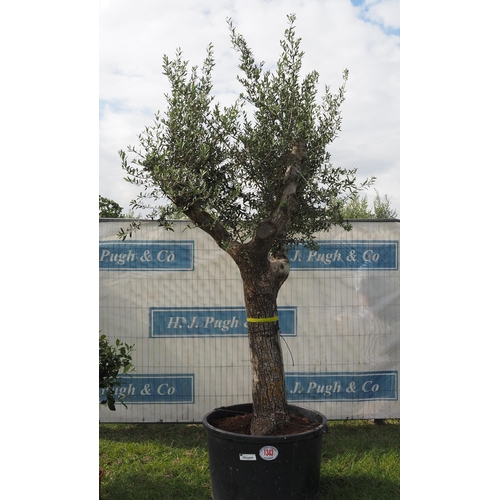 1343 - Ancient olive tree 12ft