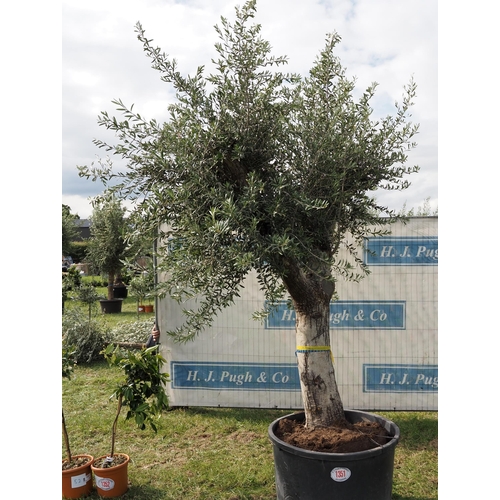 1351 - Ancient olive tree 10ft