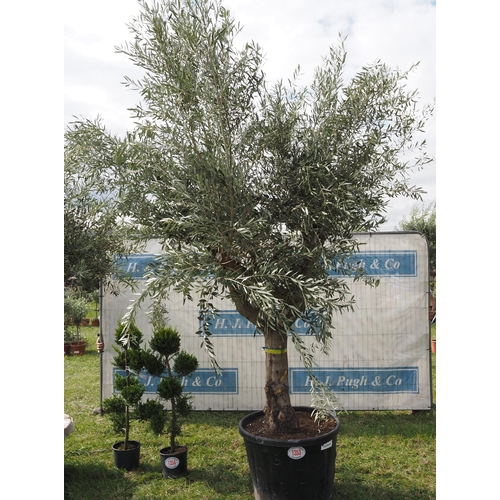 1353 - Ancient olive tree 12ft