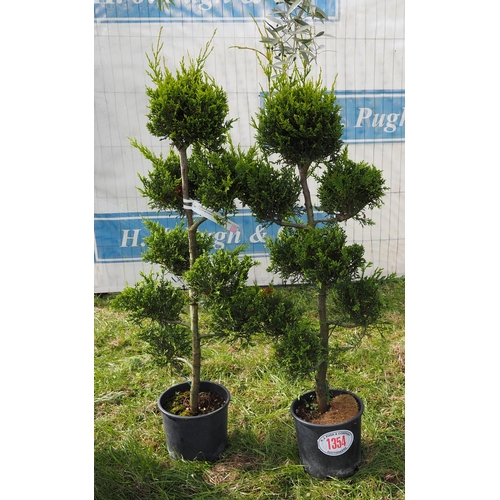 1354 - Cupressus leylandi -2