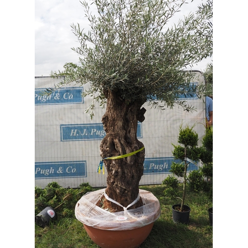 1355 - Ancient olive tree 8ft