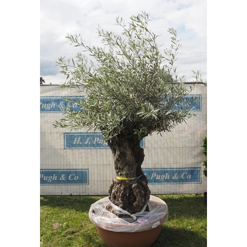 1357 - Ancient olive tree 7ft