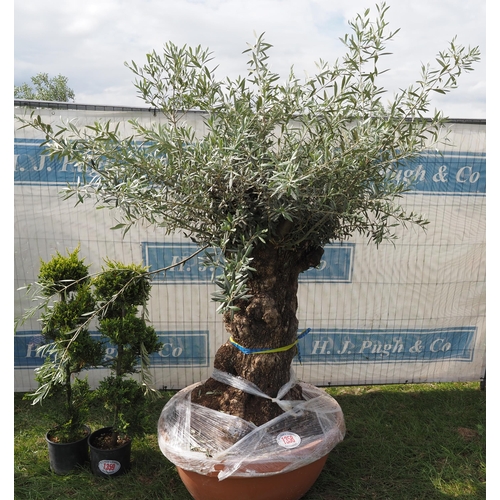 1358 - Ancient olive tree 7ft