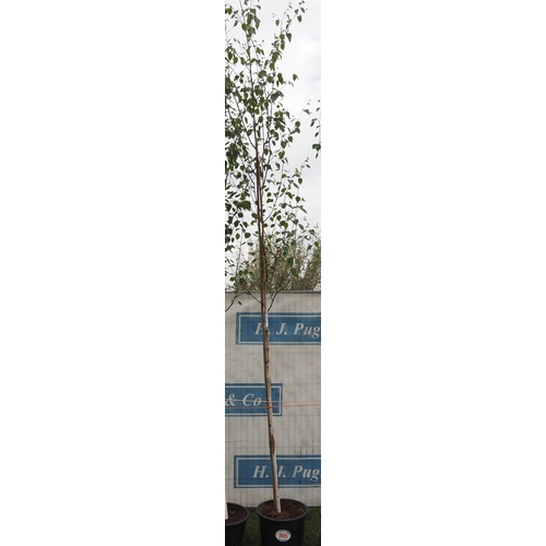 965 - White bark birch 14ft