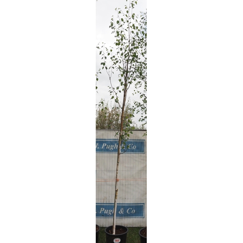 966 - White bark birch 14ft