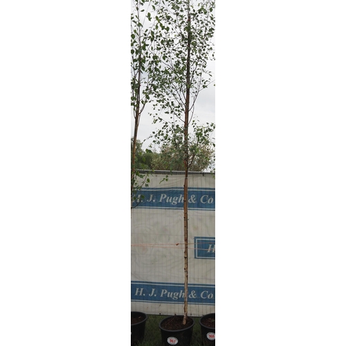 967 - White bark birch 14ft